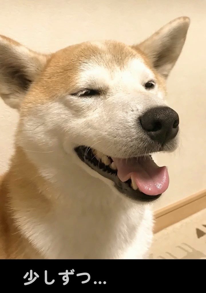 白くなり始めた頃の様子①（＠shiba_wabisuke_daysさんより提供）