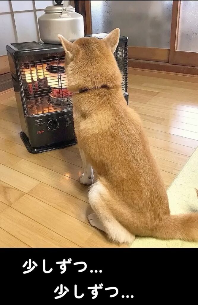 白くなり始めた頃の様子②（＠shiba_wabisuke_daysさんより提供）