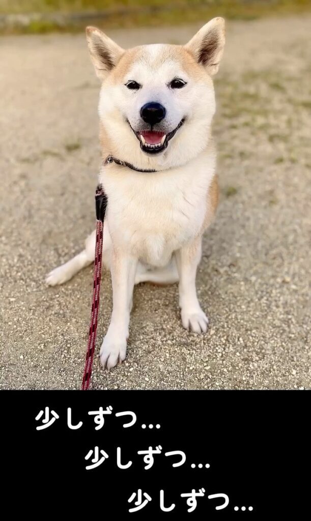 白く変化した現在③（＠shiba_wabisuke_daysさんより提供）