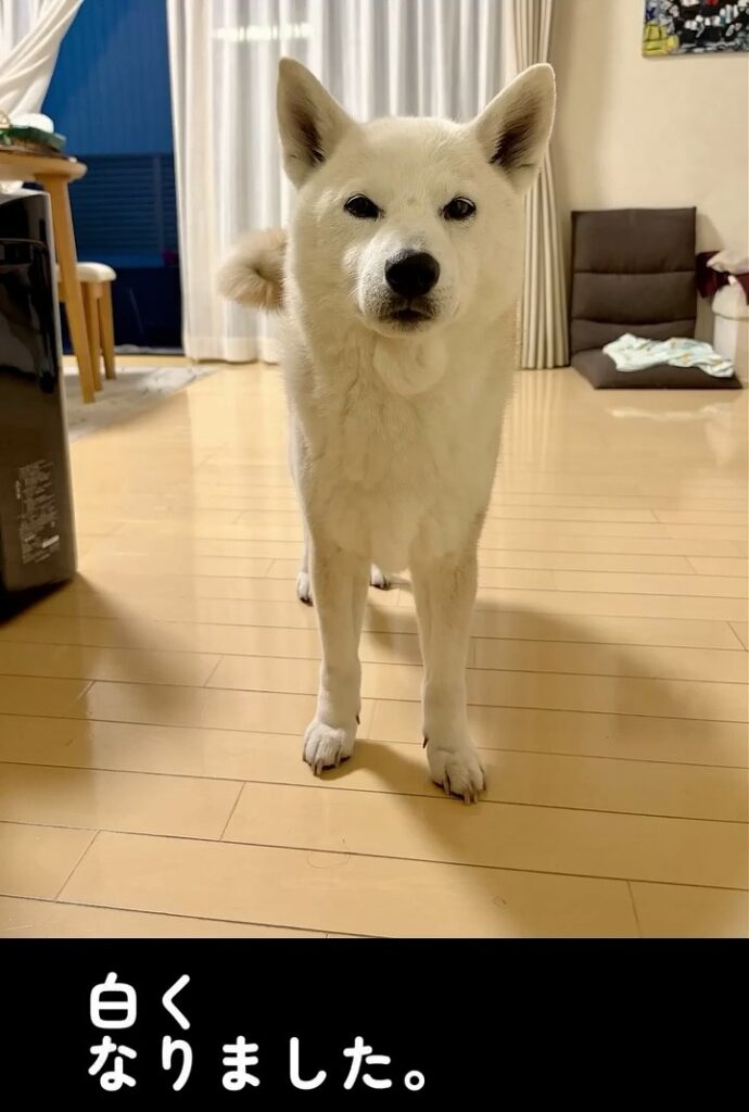 白く変化した現在⑤（＠shiba_wabisuke_daysさんより提供）