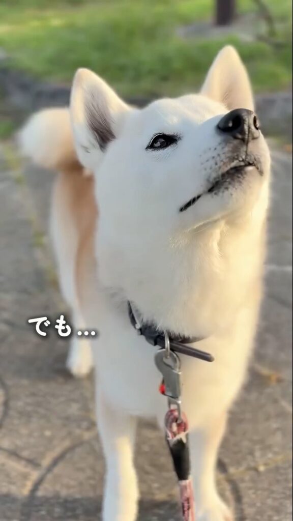 白く変化した現在⑦（＠shiba_wabisuke_daysさんより提供）