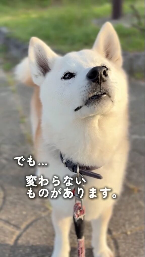 白く変化した現在⑧（＠shiba_wabisuke_daysさんより提供）