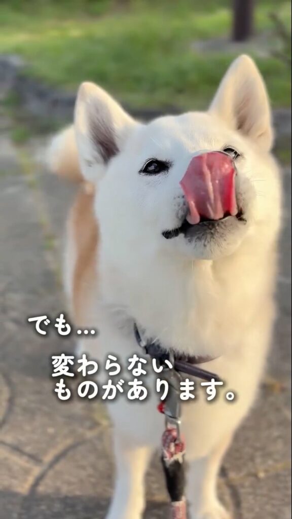 白く変化した現在⑨（＠shiba_wabisuke_daysさんより提供）
