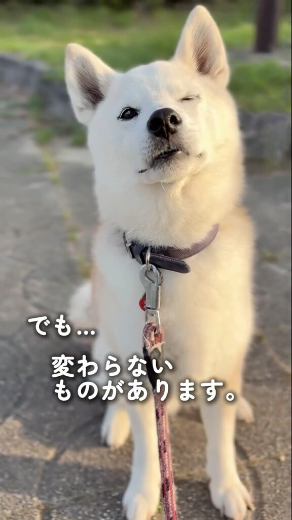 白く変化した現在⑩（＠shiba_wabisuke_daysさんより提供）