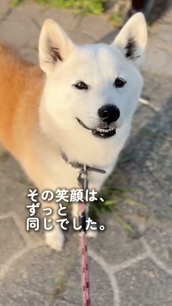 白く変化した現在⑪（＠shiba_wabisuke_daysさんより提供）