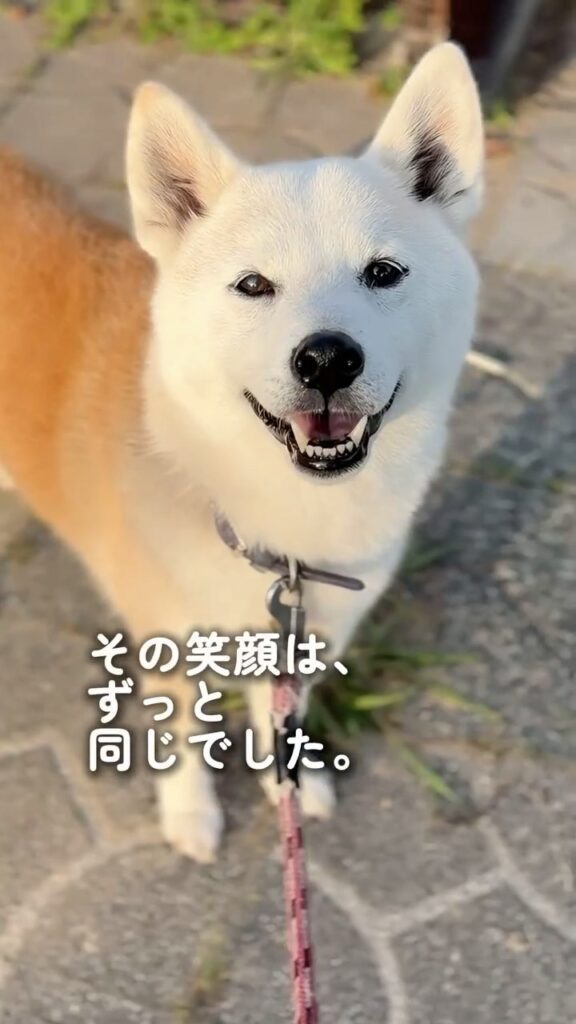 白く変化した現在⑫（＠shiba_wabisuke_daysさんより提供）