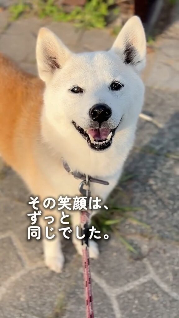 白く変化した現在⑬（＠shiba_wabisuke_daysさんより提供）