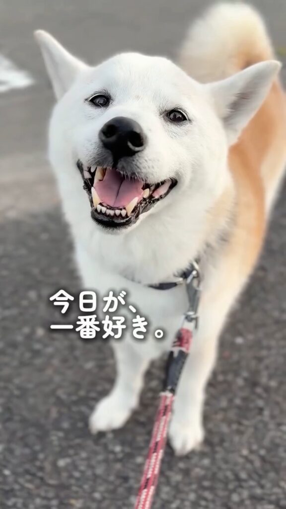 白く変化した現在⑭（＠shiba_wabisuke_daysさんより提供）