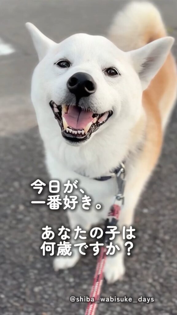 白く変化した現在⑮（＠shiba_wabisuke_daysさんより提供）