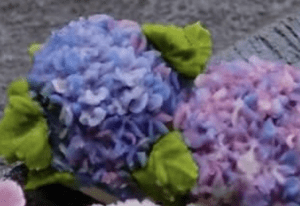 アジサイの花に違和感。しかし、よく見ると…”違和感の正体”に「涙が出るくらい美しい」「絶対に買いたい」