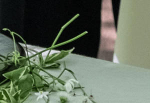 結婚式で…現れた“信じられない光景”に新婦が絶句…その様子に「異次元の美しさ」「自慢のお兄様ですね」
