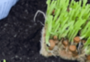 スーパーの「豆苗」を土に植えてみたら……→2ヶ月後の“まさかの光景”に「こんな事になるんですか！！」「初めて知った」