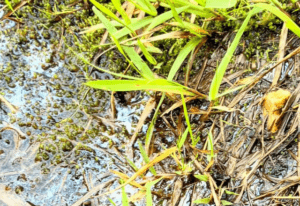 「誰かが油こぼしたんだと…」光る膜のような水たまり。→まさかの正体に…「知らなかった！！」「新たな学び…」