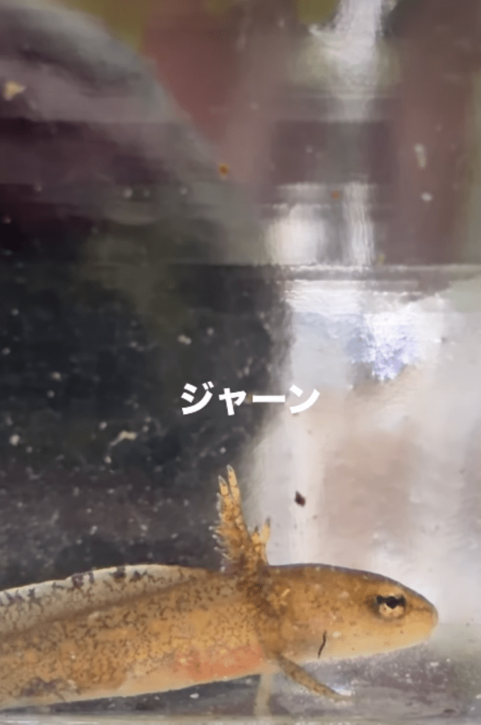 メダカの水槽にいた生き物③（＠shabazoさんより提供）