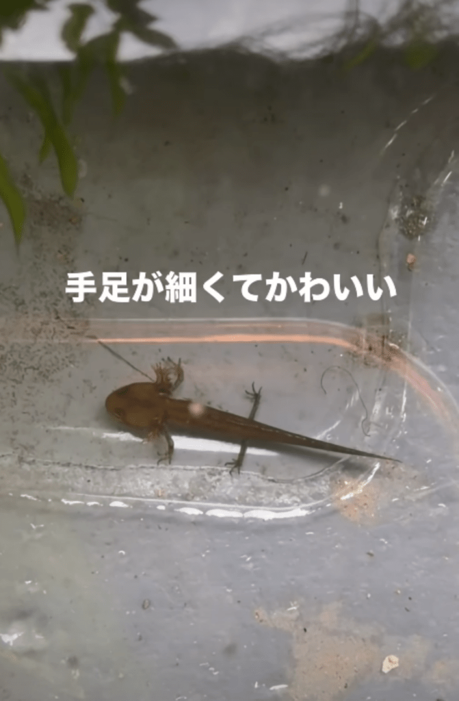 メダカの水槽にいた生き物④（＠shabazoさんより提供）