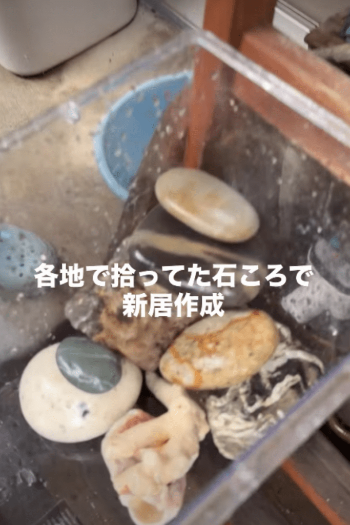 水槽お引っ越し①（＠shabazoさんより提供）