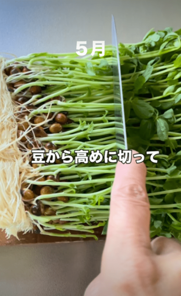 豆苗を植える様子①（＠abu.abu1104さんより提供）