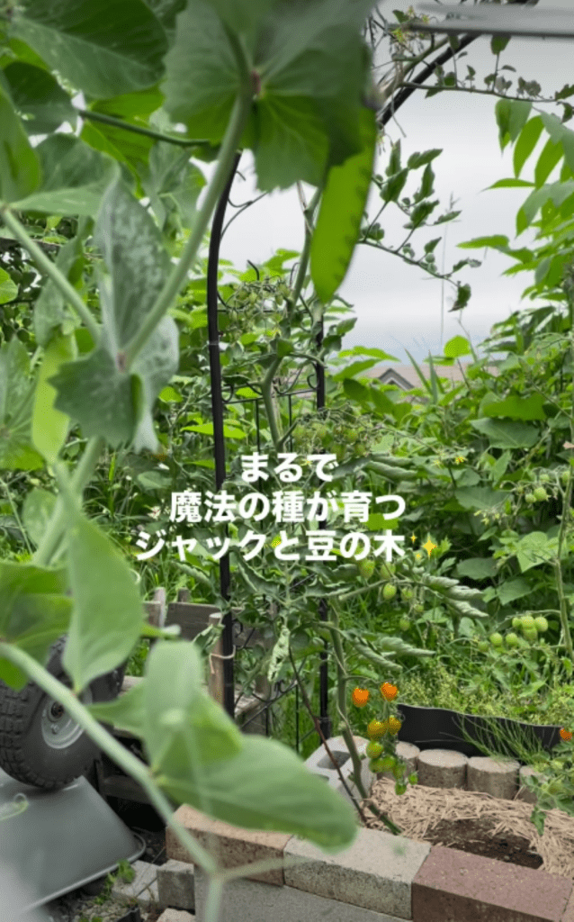 豆苗を植える様子③（＠abu.abu1104さんより提供）