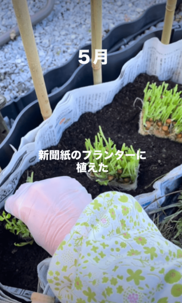 豆苗を植える様子②（＠abu.abu1104さんより提供）