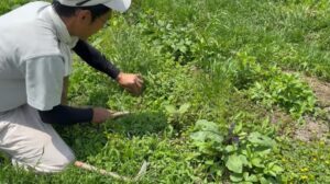 “くるぶしの高さ”で雑草を残すと…驚きの効果に「効果ありますね」「奥が深い」