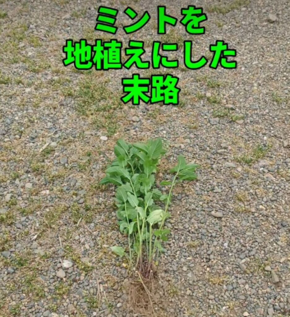 【実際の写真】　　現在の様子