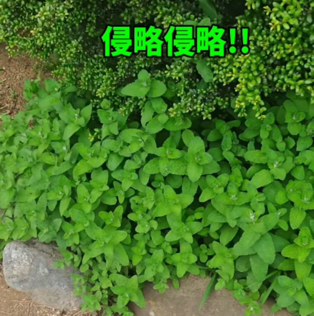 ミントを地植えすると…②（＠herb.komorebiさんより提供）