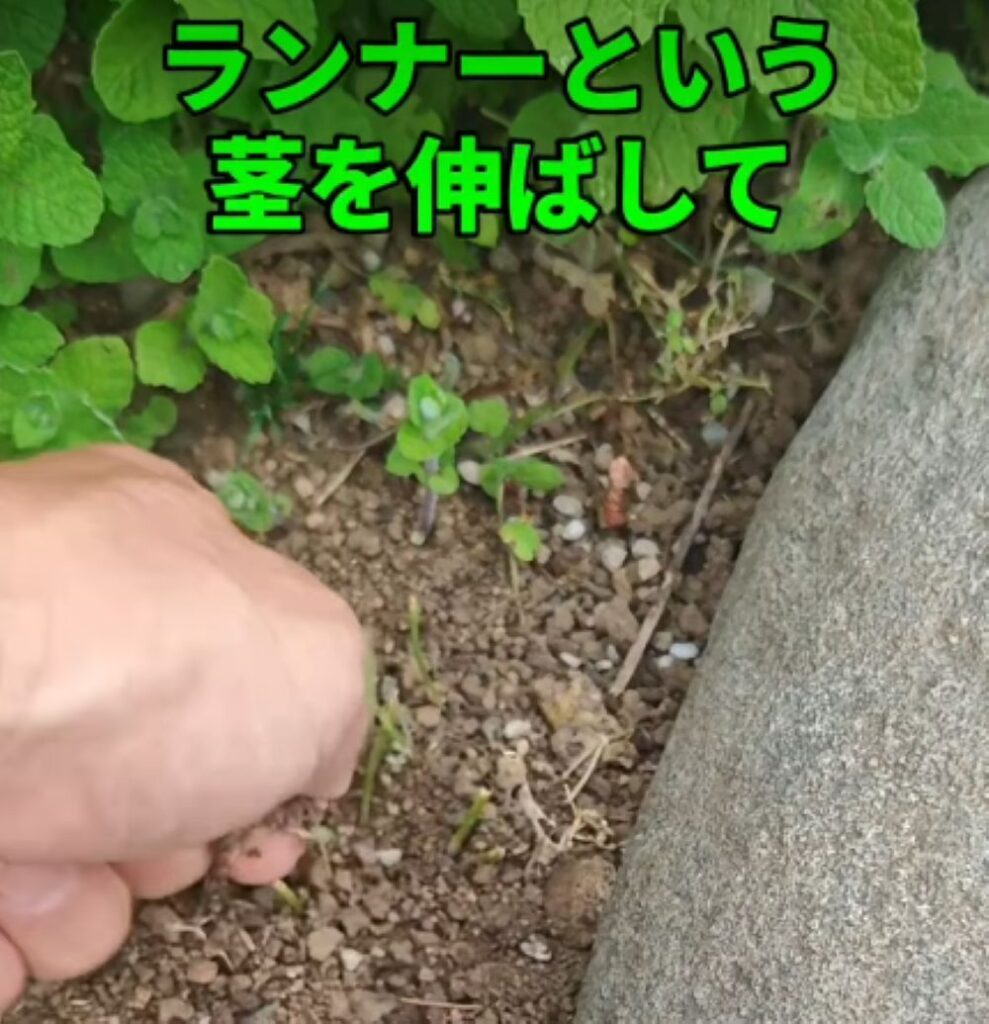 ミントを地植えすると…③（＠herb.komorebiさんより提供）