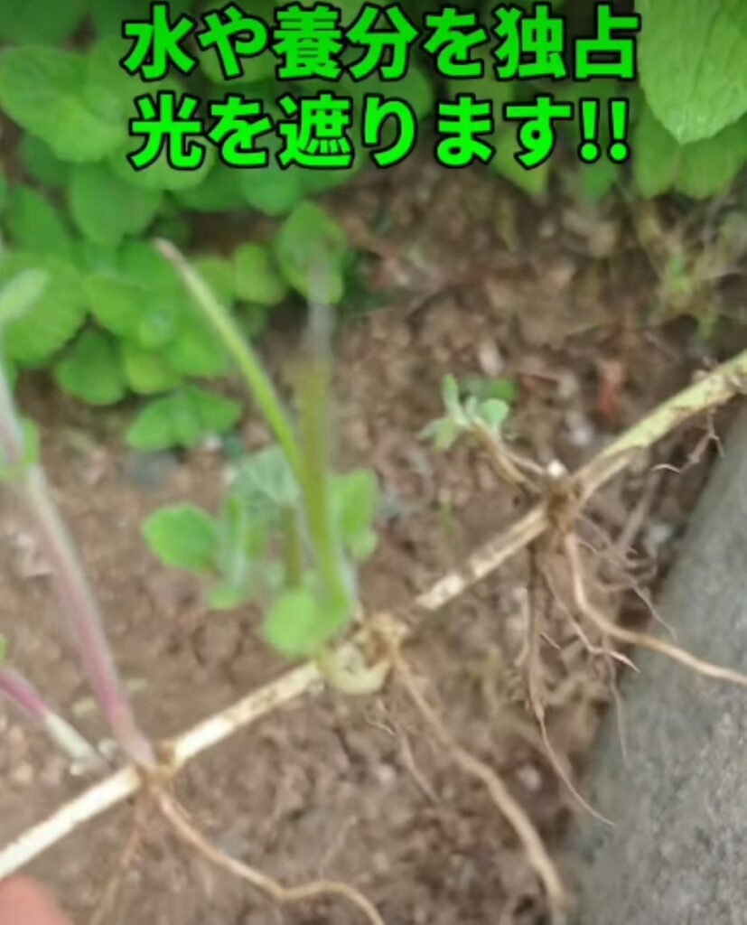 ミントを地植えすると…④（＠herb.komorebiさんより提供）