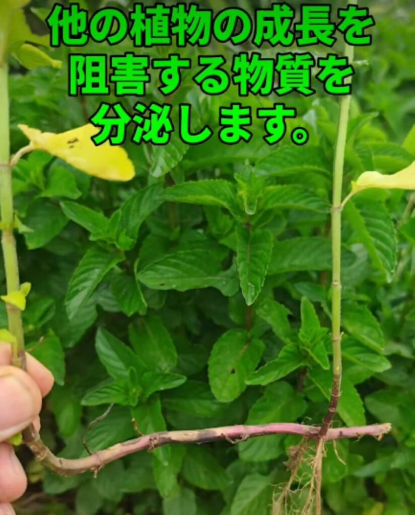 ミントを地植えすると…⑤（＠herb.komorebiさんより提供）