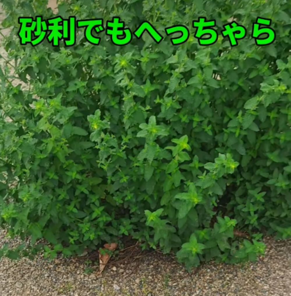 ミントを地植えすると…⑥（＠herb.komorebiさんより提供）