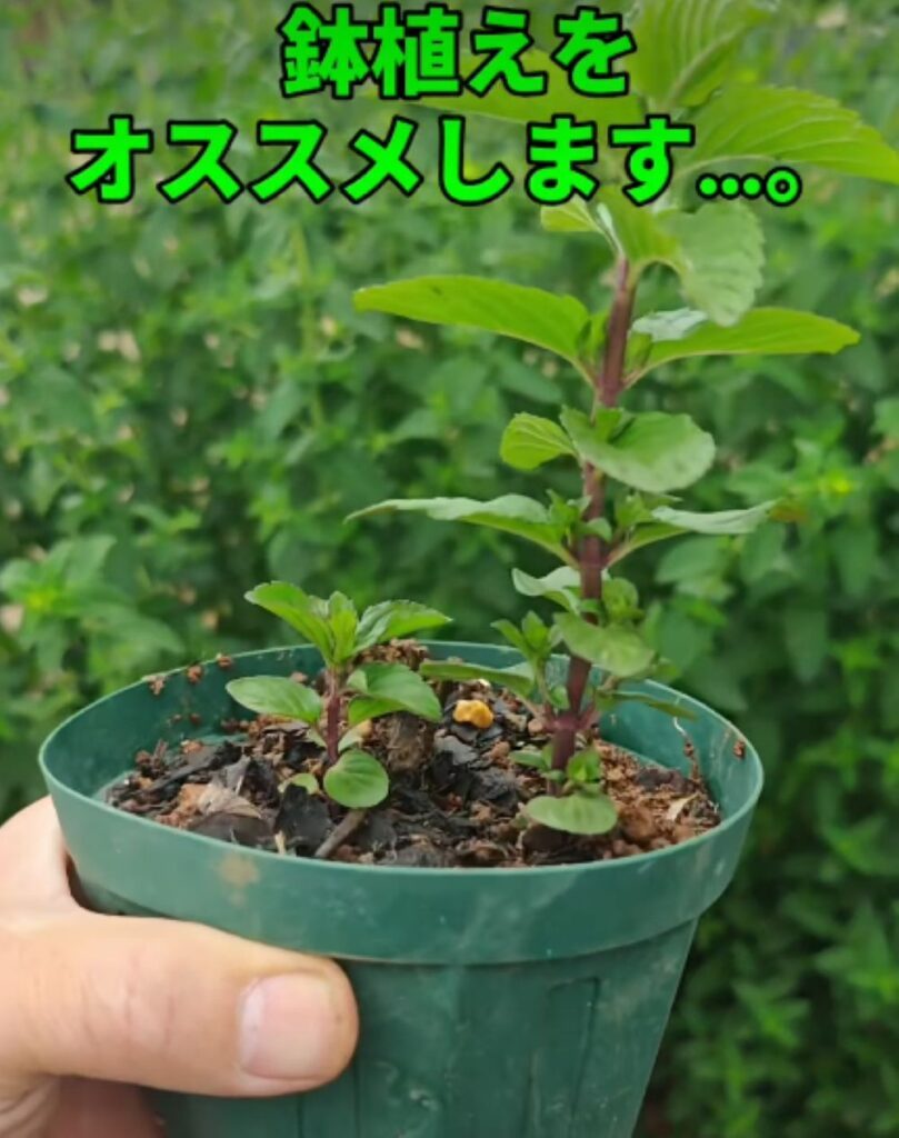 ミントを地植えすると…⑦（＠herb.komorebiさんより提供）