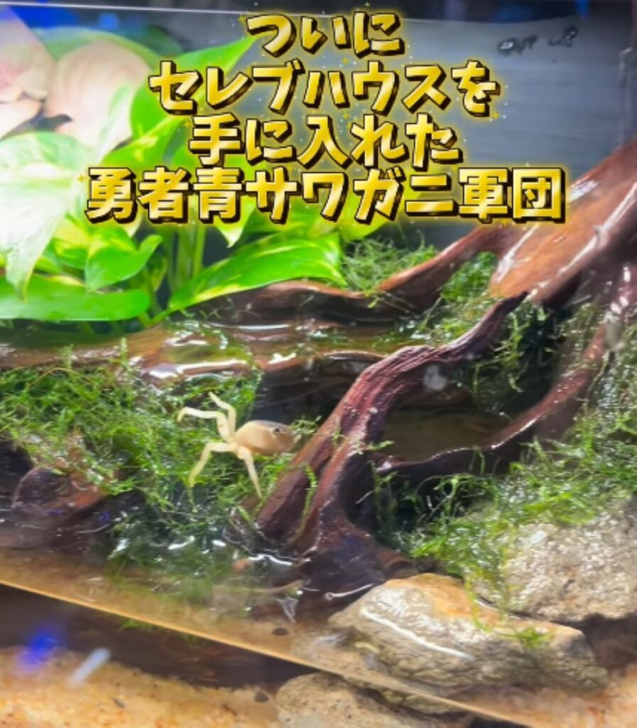 【実際の写真】　　1週間後の様子