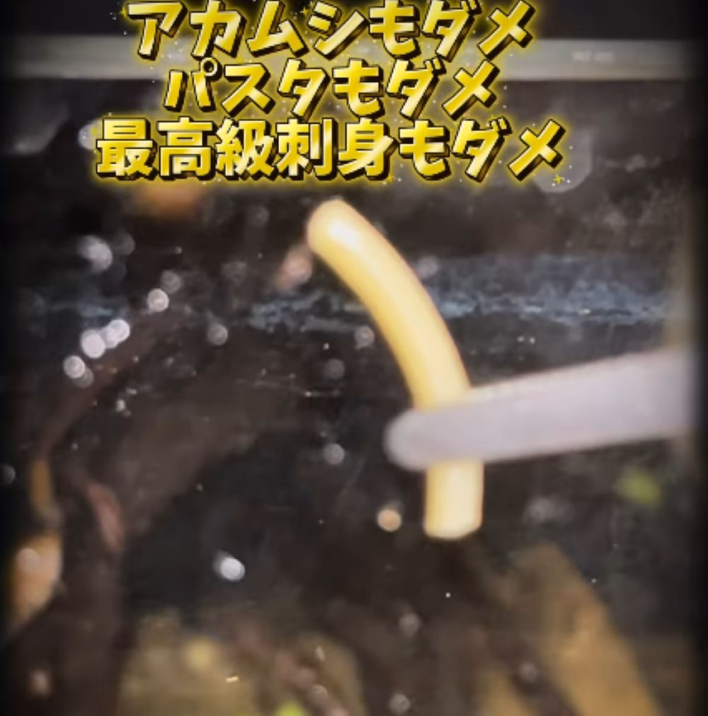 エサを食べないサワガニ⑥（＠sakana_chan721さんより提供）