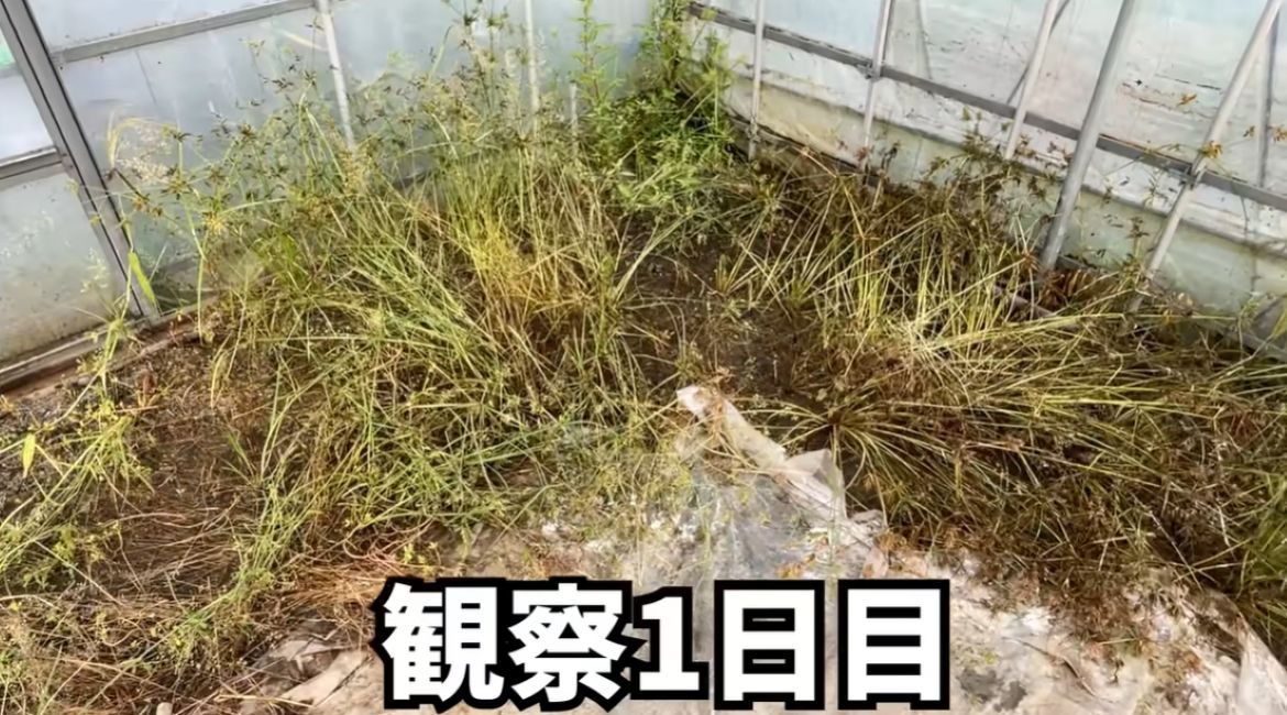 除草剤の代わりにダイソーの重曹を使ってみた結果→2週間後のまさかの光景に…「画期的ですね」「さっそく5袋購入しました」