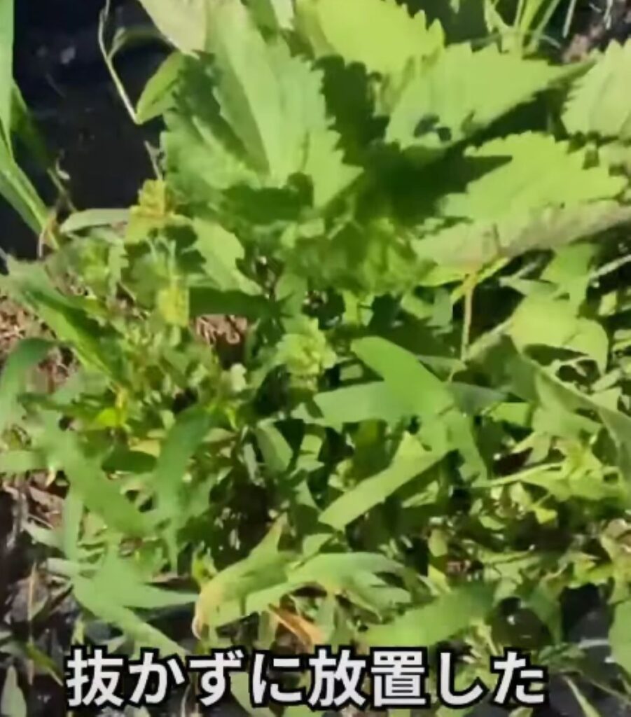 大葉を植えると…④（＠naon364さんより提供）