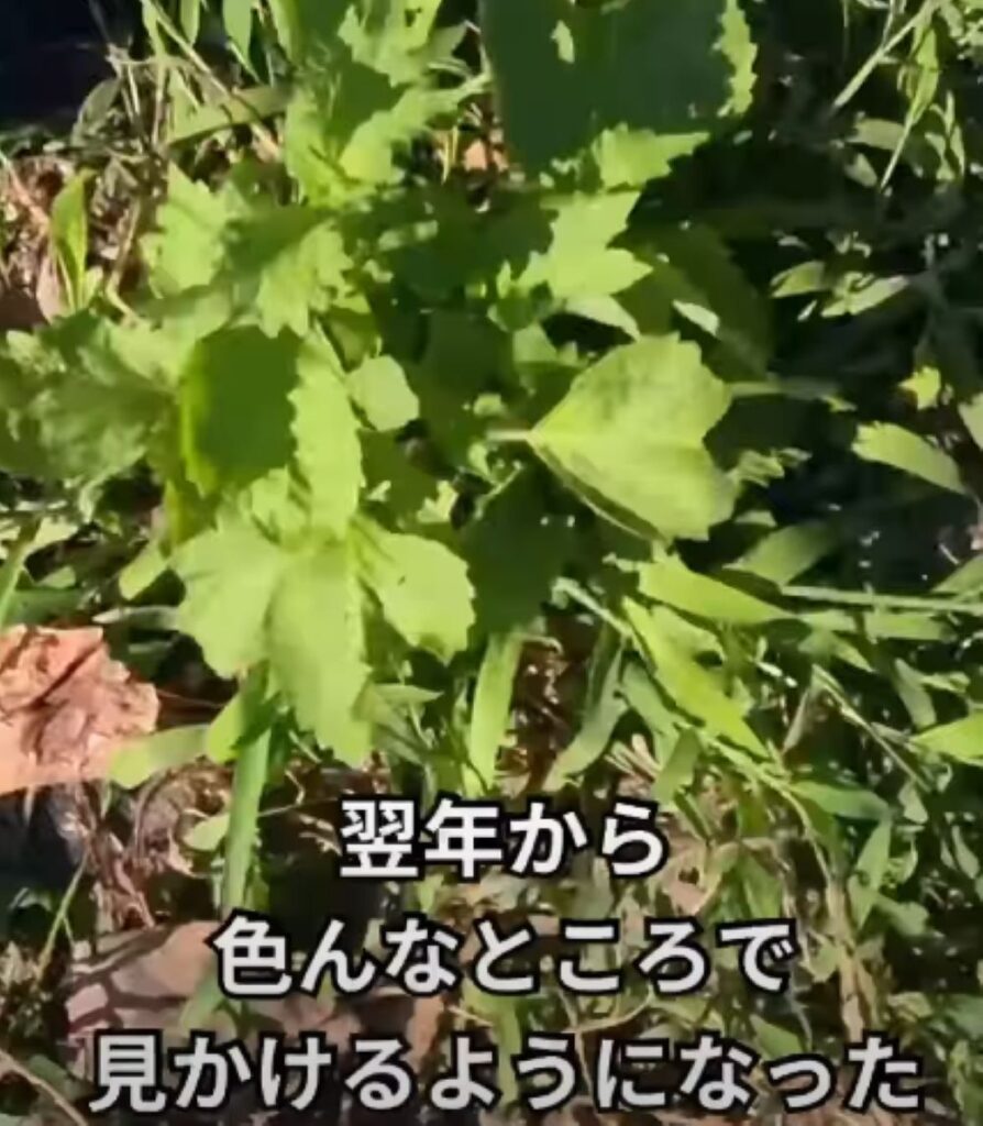 大葉を植えると…⑤（＠naon364さんより提供）