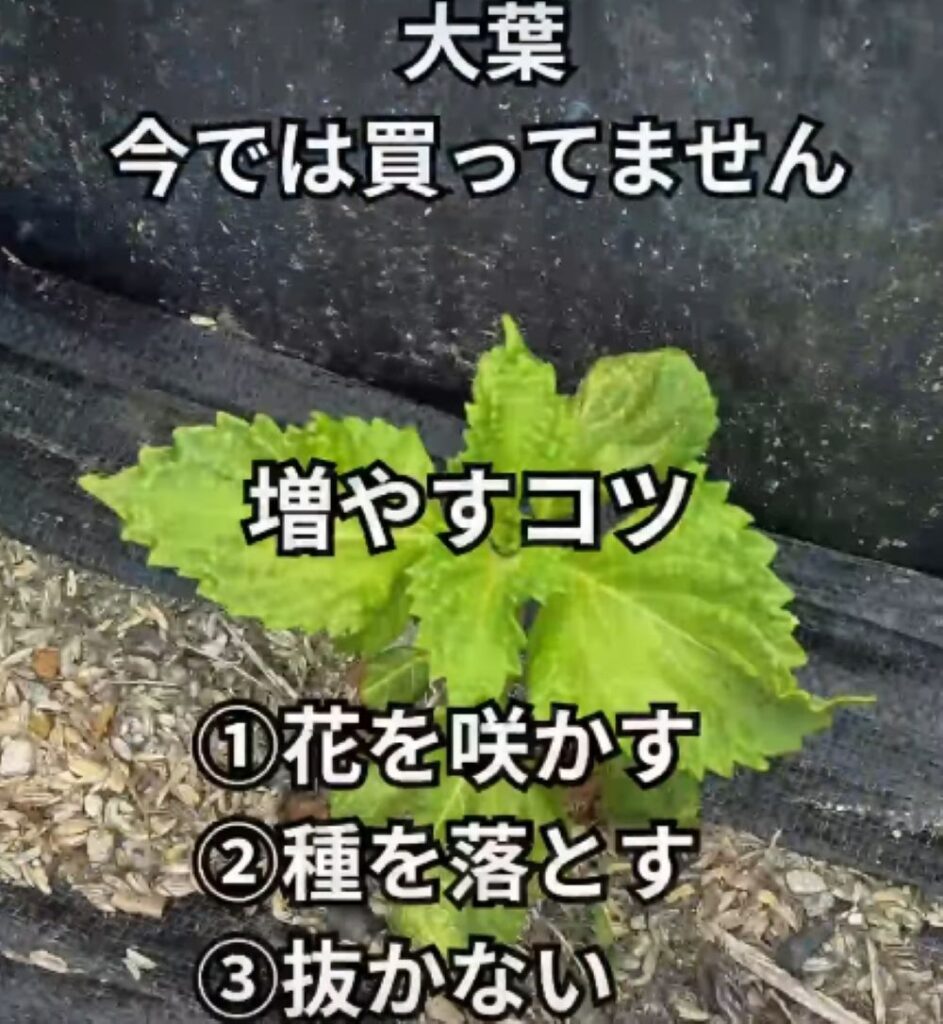 大葉を植えると…⑦（＠naon364さんより提供）