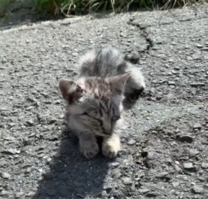 頭部が凹んでいる猫を保護。獣医「車にはねられた可能性がある」→8ヶ月後…現在の姿に「全然違う」「泣いてしまいました」「よく頑張ったね」