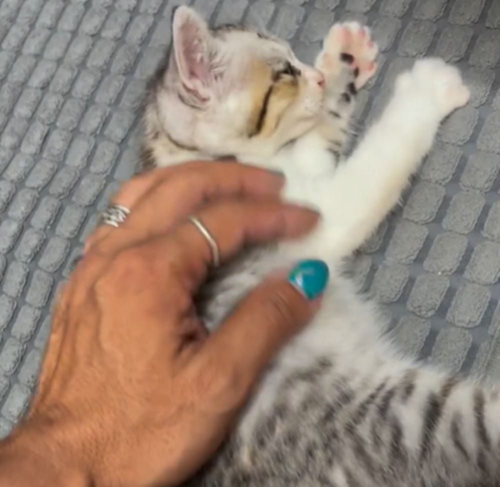 保護した子猫⑦（＠total_car_shop_yuさんより提供）