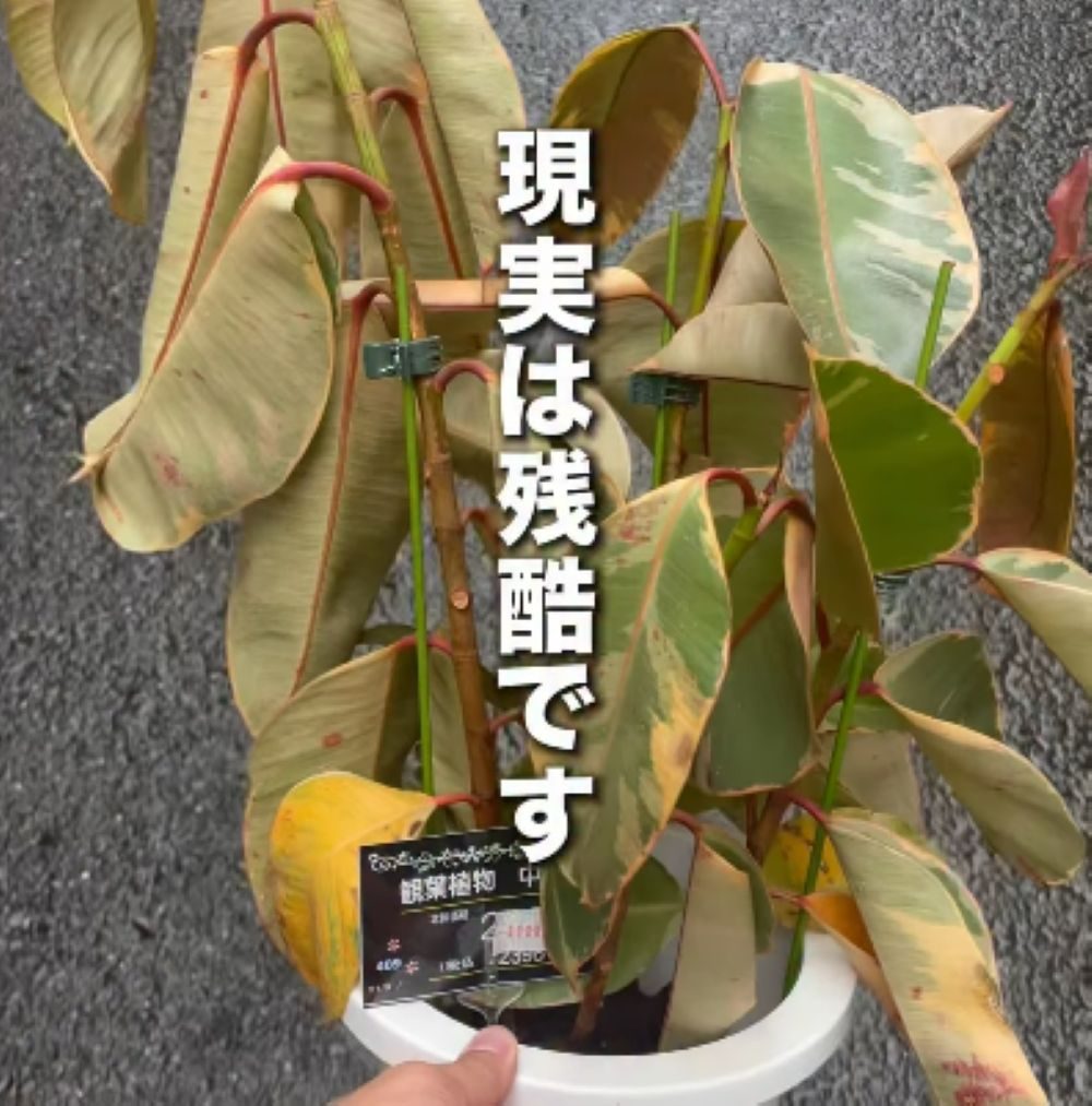 ホームセンターの「見切り品」で観葉植物を購入→弱々しくなった状態から手入れをした結果……「植物の救世主ですね」