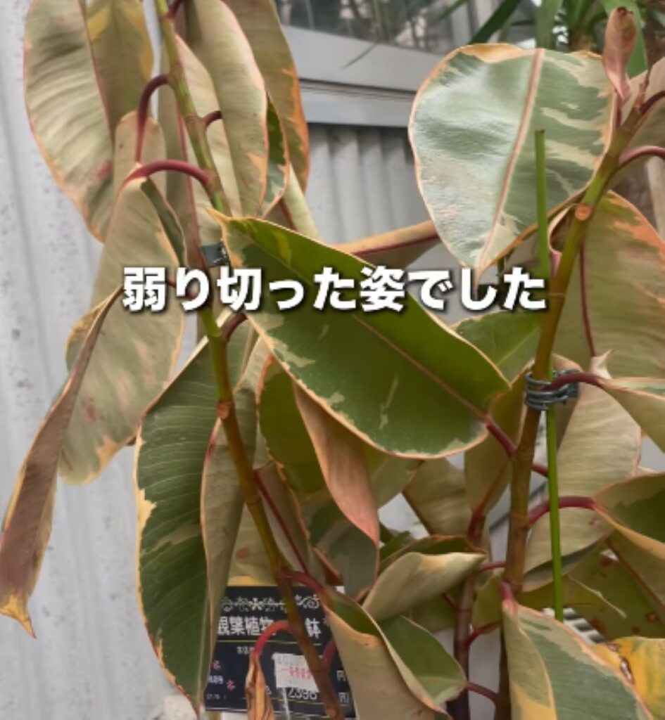 植物の再生②（＠mikirihin_project_さんより提供）
