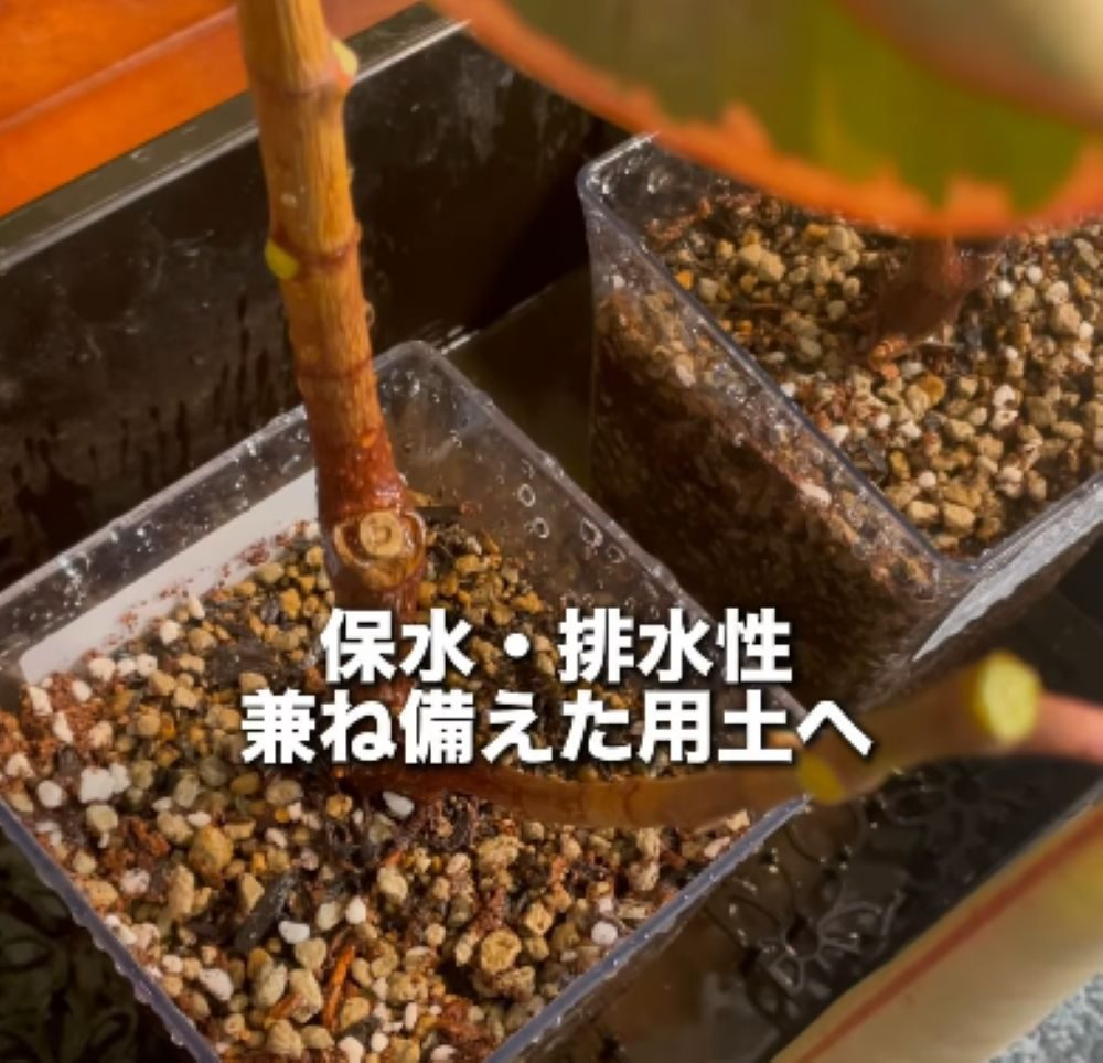 植物の再生④（＠mikirihin_project_さんより提供）
