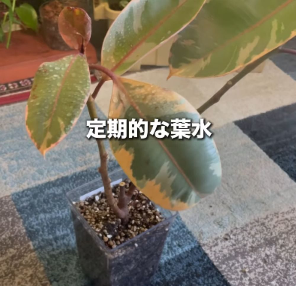 植物の再生⑤（＠mikirihin_project_さんより提供）