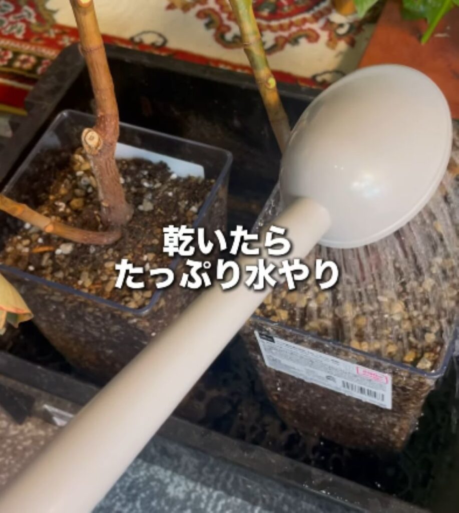 植物の再生⑥（＠mikirihin_project_さんより提供）