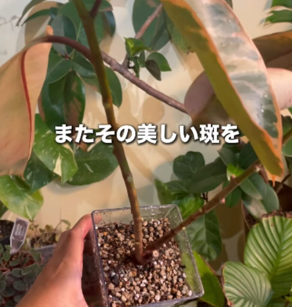 植物の再生⑦（＠mikirihin_project_さんより提供）