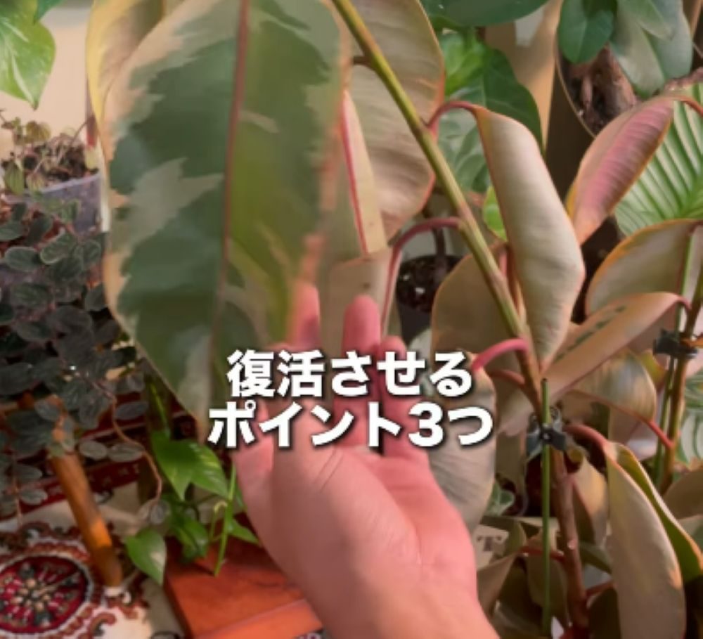 植物の再生③（＠mikirihin_project_さんより提供）