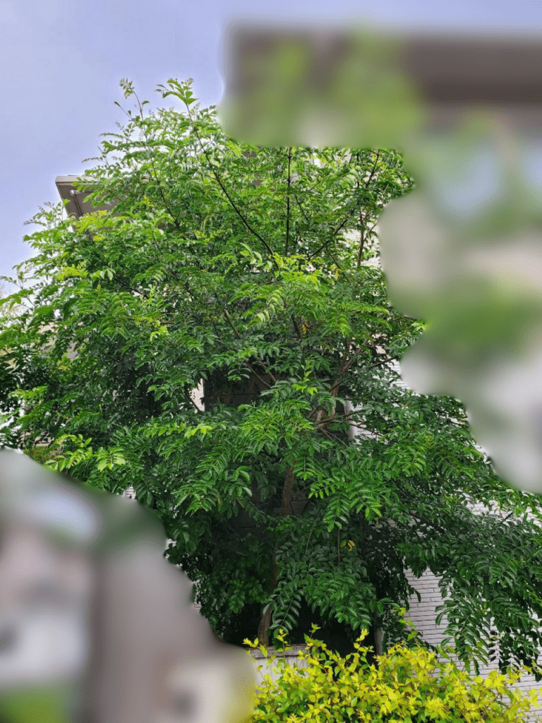 【実際の写真】　　数年後の悲惨な光景