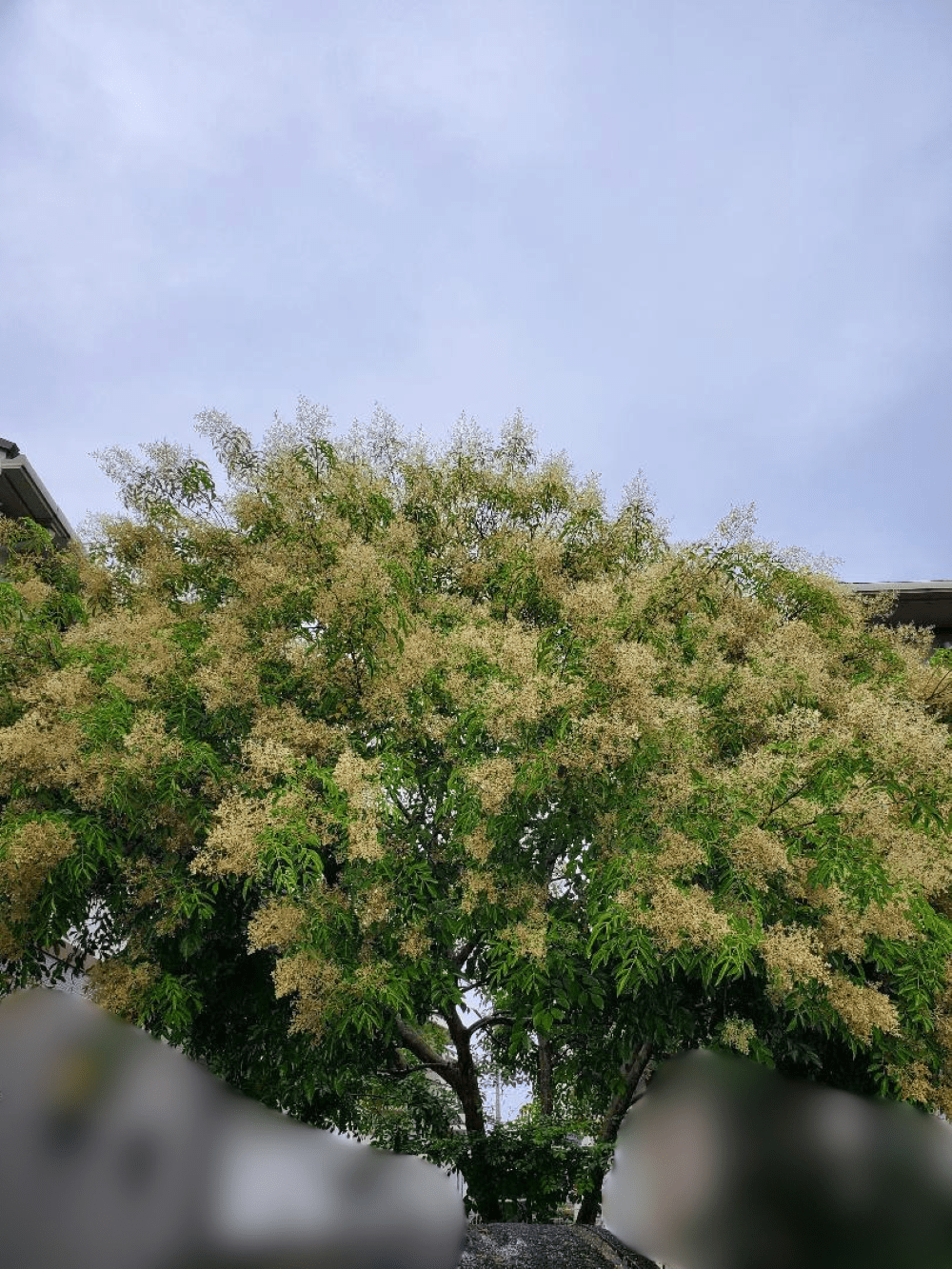 「庭にシマトネリコは絶対に植えないほうがいい」数年後の『悲惨すぎる光景』に「ほんとまじでヤバいです」「恐怖でしかない」「バッサリ行きたい」「やっぱり…」