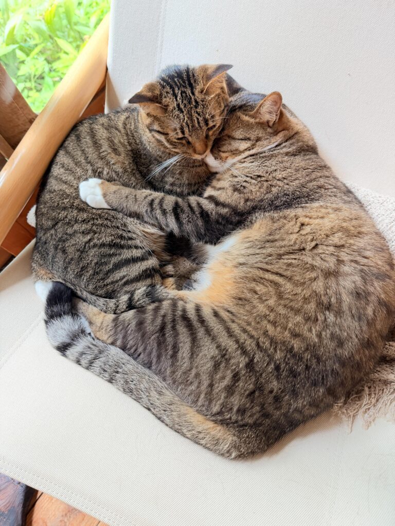 椅子の上の猫ちゃんたち③（＠shihoyogaさんより提供）