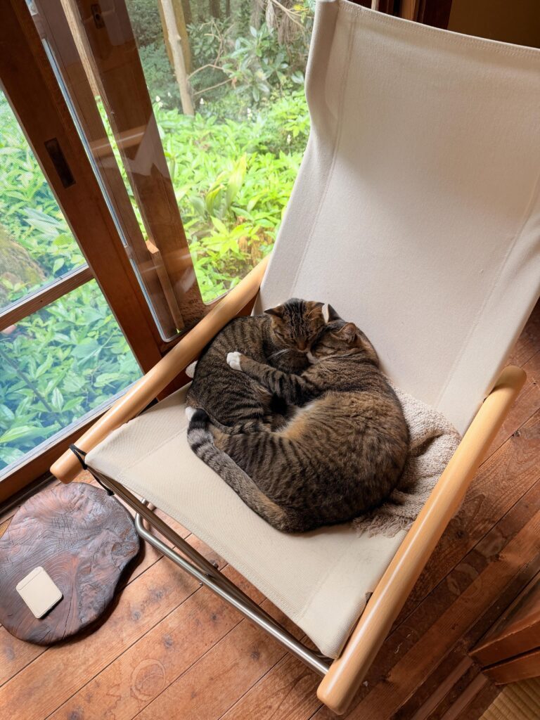 椅子の上の猫ちゃんたち②（＠shihoyogaさんより提供）